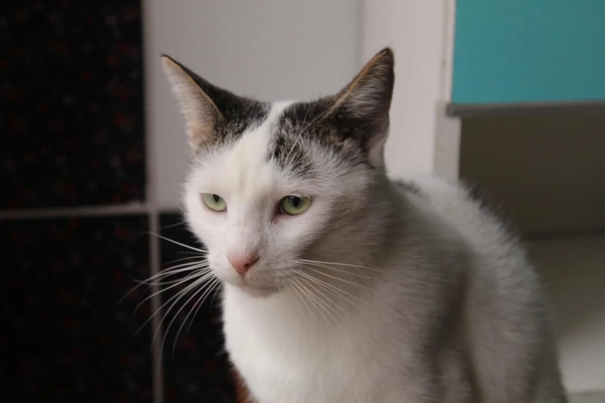 Pilgrim, weiß male 5yo Mixed Breed for adoption at Ein Herz für Streuner e.V., München