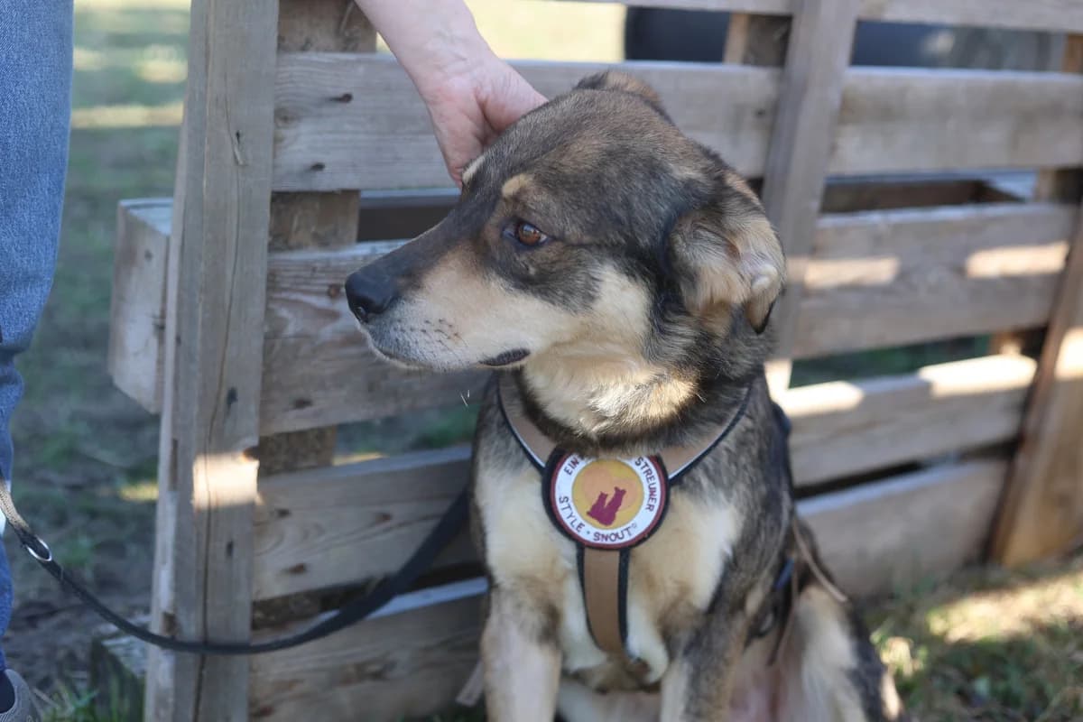 Pilou, male 4yo Mixed Breed for adoption at Ein Herz für Streuner e.V., München