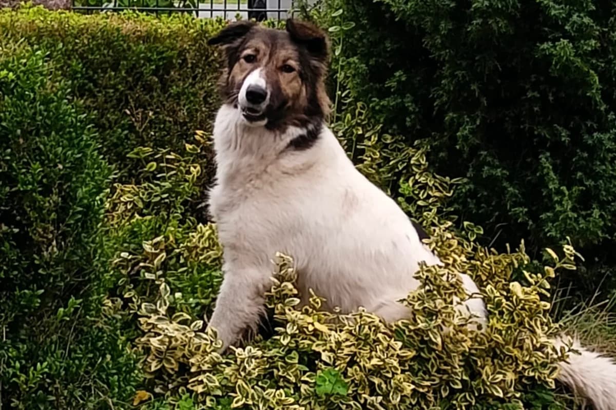 Pilvi, female 5yo Mixed Breed for adoption at Ein Herz für Streuner e.V., München