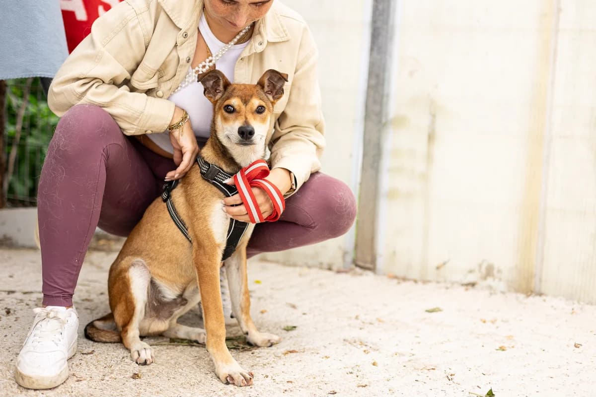 Pimpel, male puppy Mixed Breed for adoption at Ein Herz für Streuner e.V., München