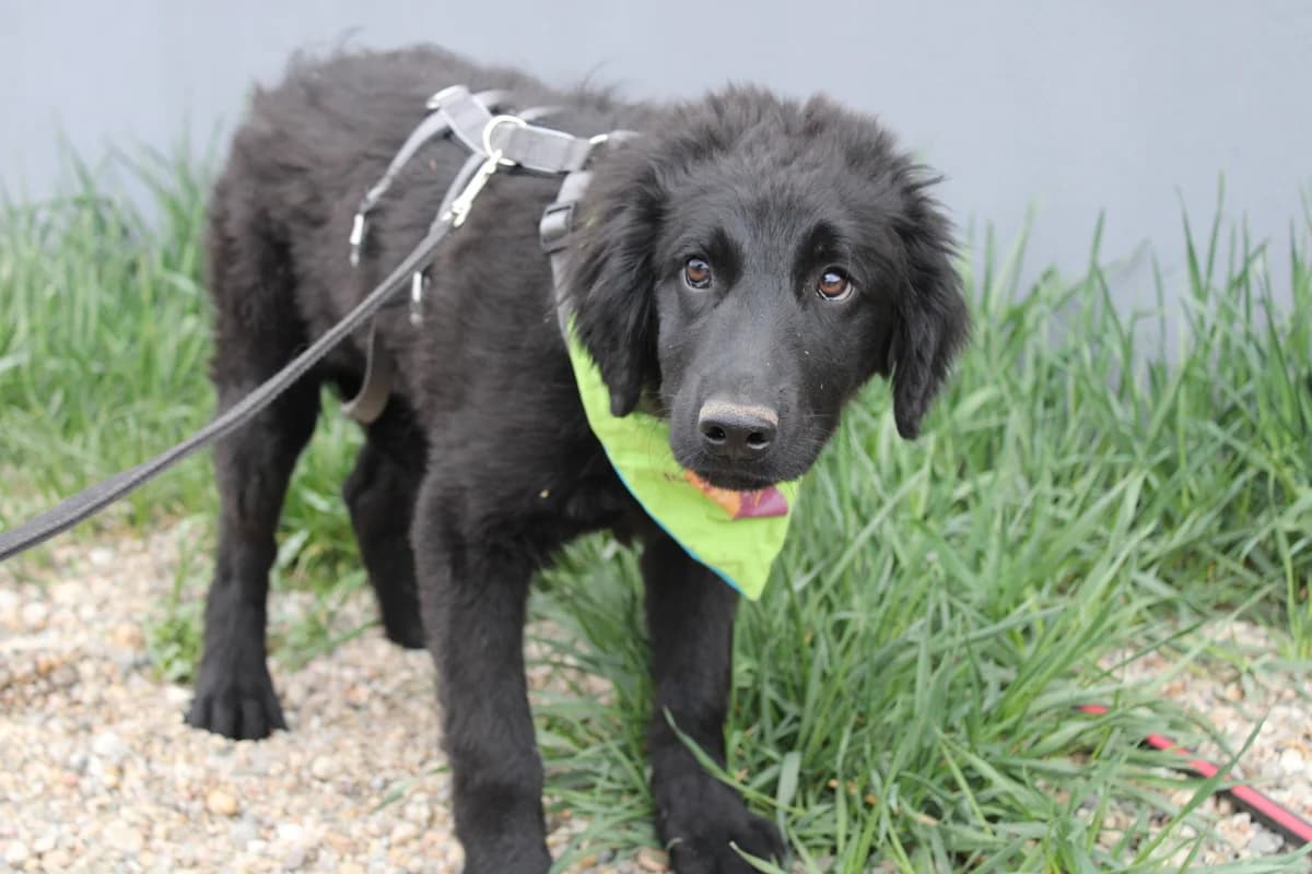 Pin, male puppy Mixed Breed for adoption at Ein Herz für Streuner e.V., München