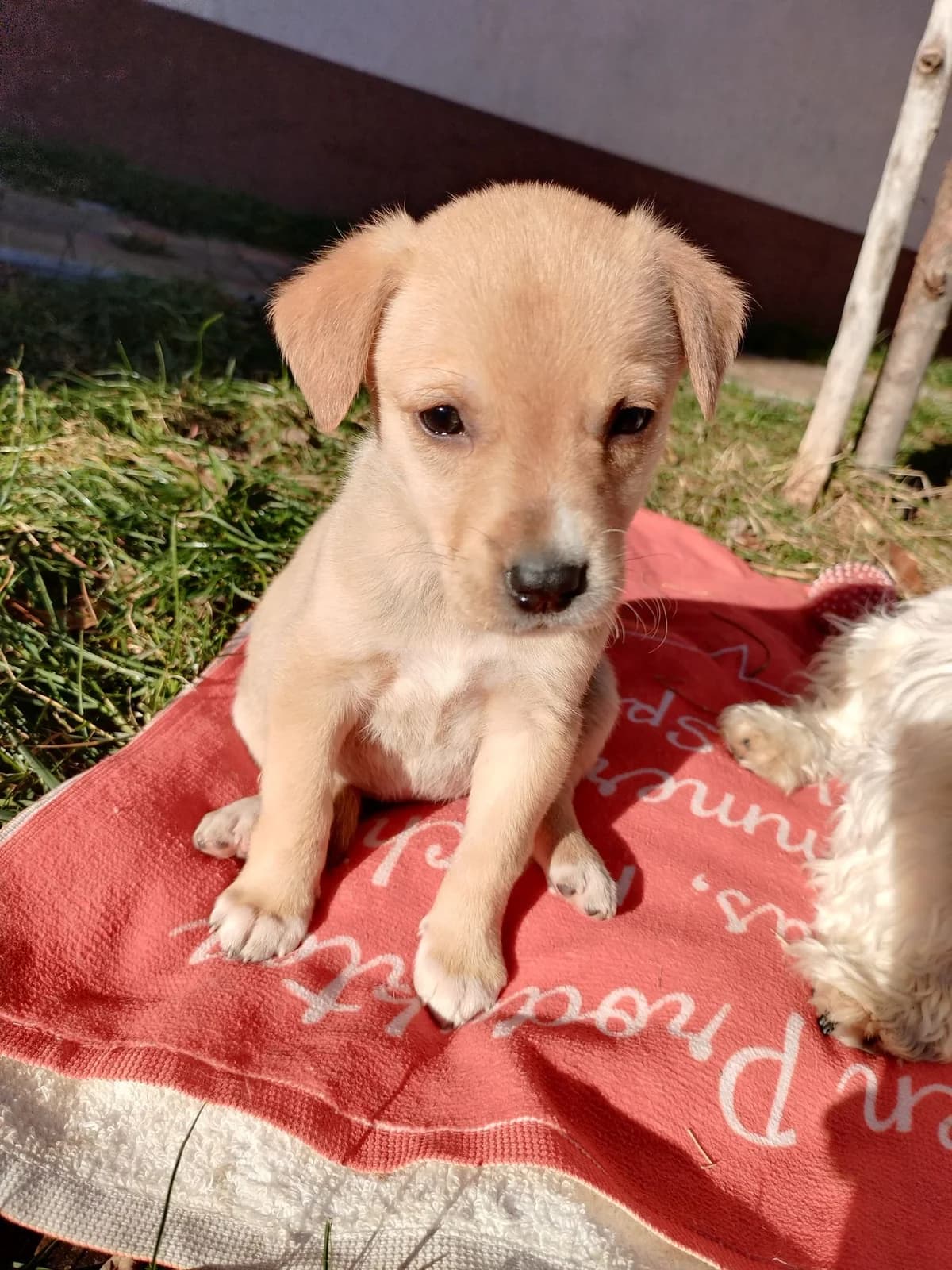 Pina, female puppy Mixed Breed for adoption at Ein Herz für Streuner e.V., München