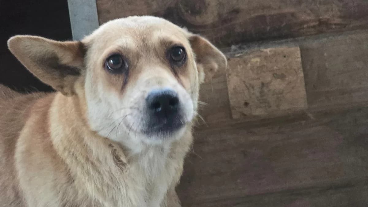 Pina, beige female 5yo Mixed Breed for adoption at Ein Herz für Streuner e.V., München