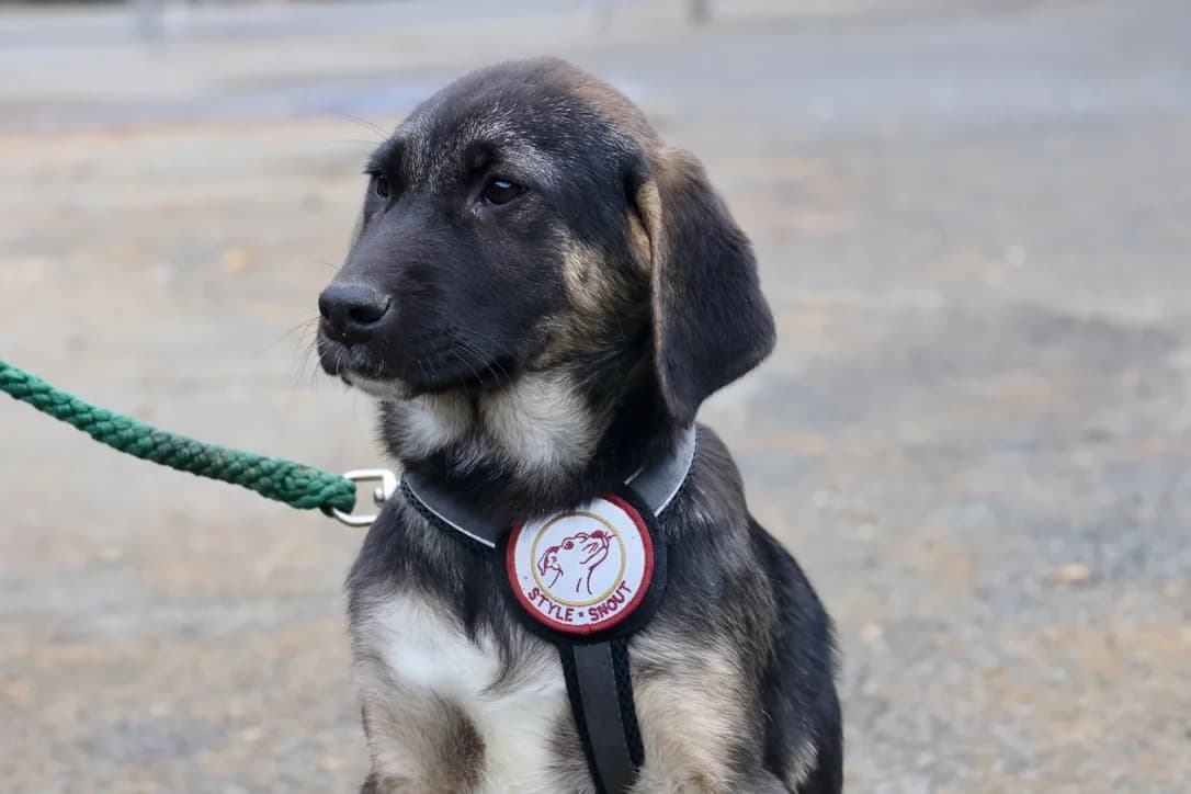 Pina, female puppy Mixed Breed for adoption at Ein Herz für Streuner e.V., München