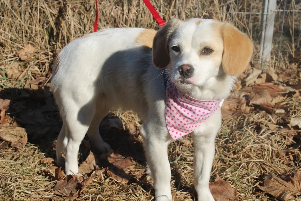 Pina, female puppy Mixed Breed for adoption at Ein Herz für Streuner e.V., München