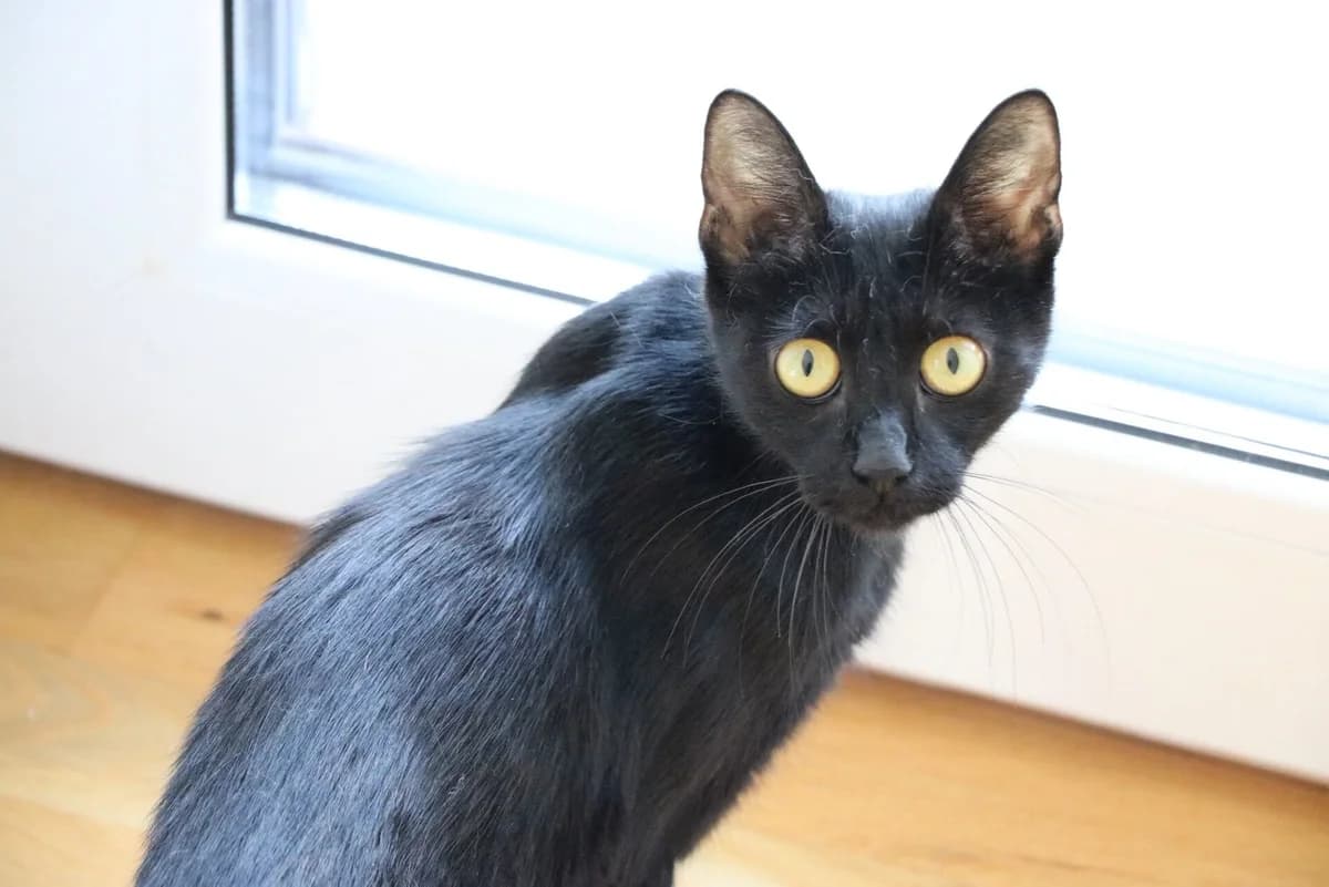 Pina, female young Mixed Breed for adoption at Ein Herz für Streuner e.V., München