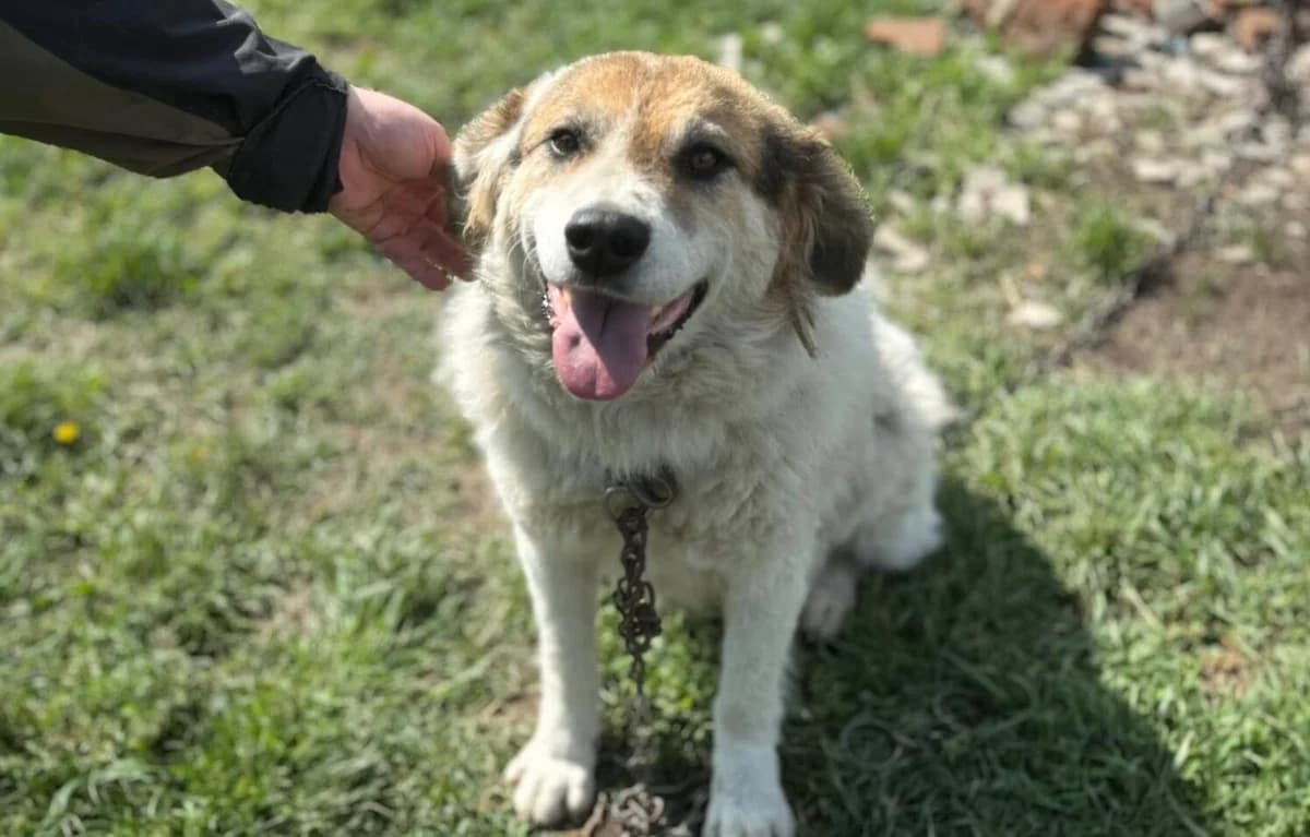 Pina, female 3yo Mixed Breed for adoption at Ein Herz für Streuner e.V., München