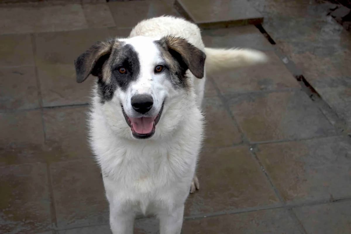Pinar, female young Mixed Breed for adoption at Ein Herz für Streuner e.V., München