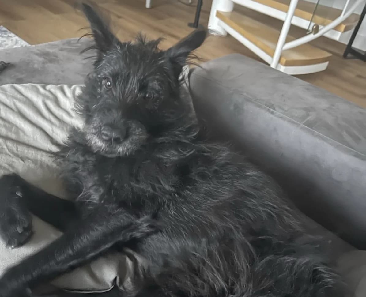 Pineta, female 5yo Mixed Breed for adoption at Ein Herz für Streuner e.V., München