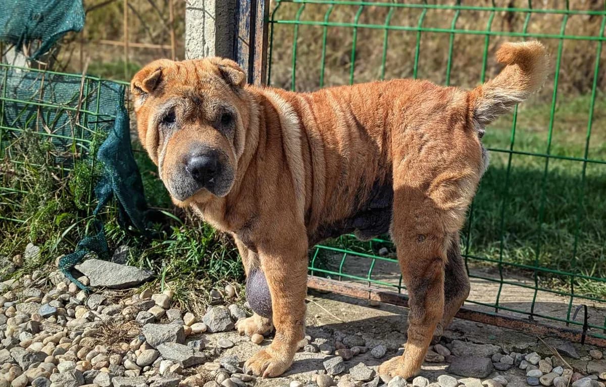 Ping, male senior Mixed Breed for adoption at Ein Herz für Streuner e.V., München