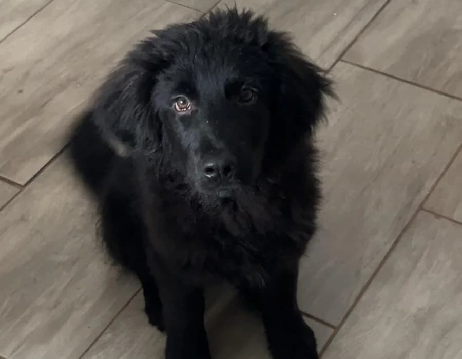 Ping, male puppy Mixed Breed for adoption at Ein Herz für Streuner e.V., München