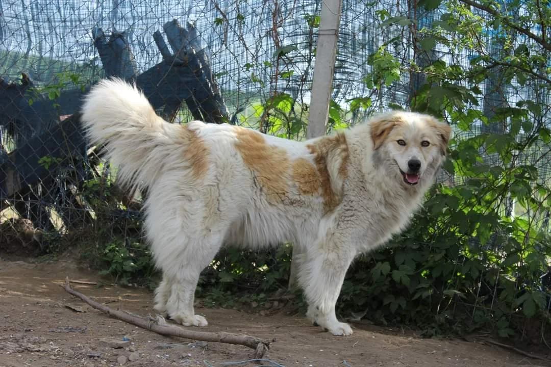 Pinia, female 5yo Mixed Breed for adoption at Ein Herz für Streuner e.V., München