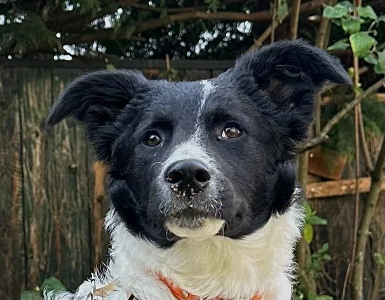 Pinky, female puppy Mixed Breed for adoption at Ein Herz für Streuner e.V., München