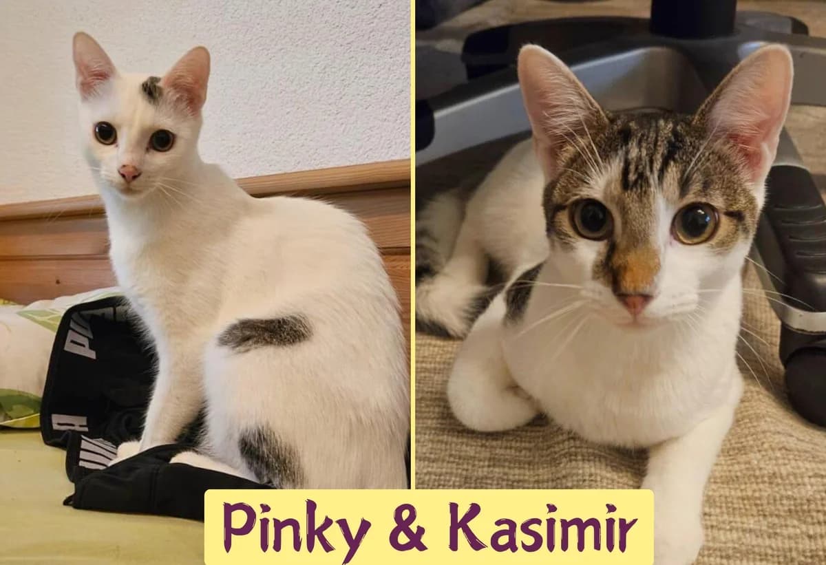 Pinky&Kasimir, female puppy Mixed Breed for adoption at Ein Herz für Streuner e.V., München