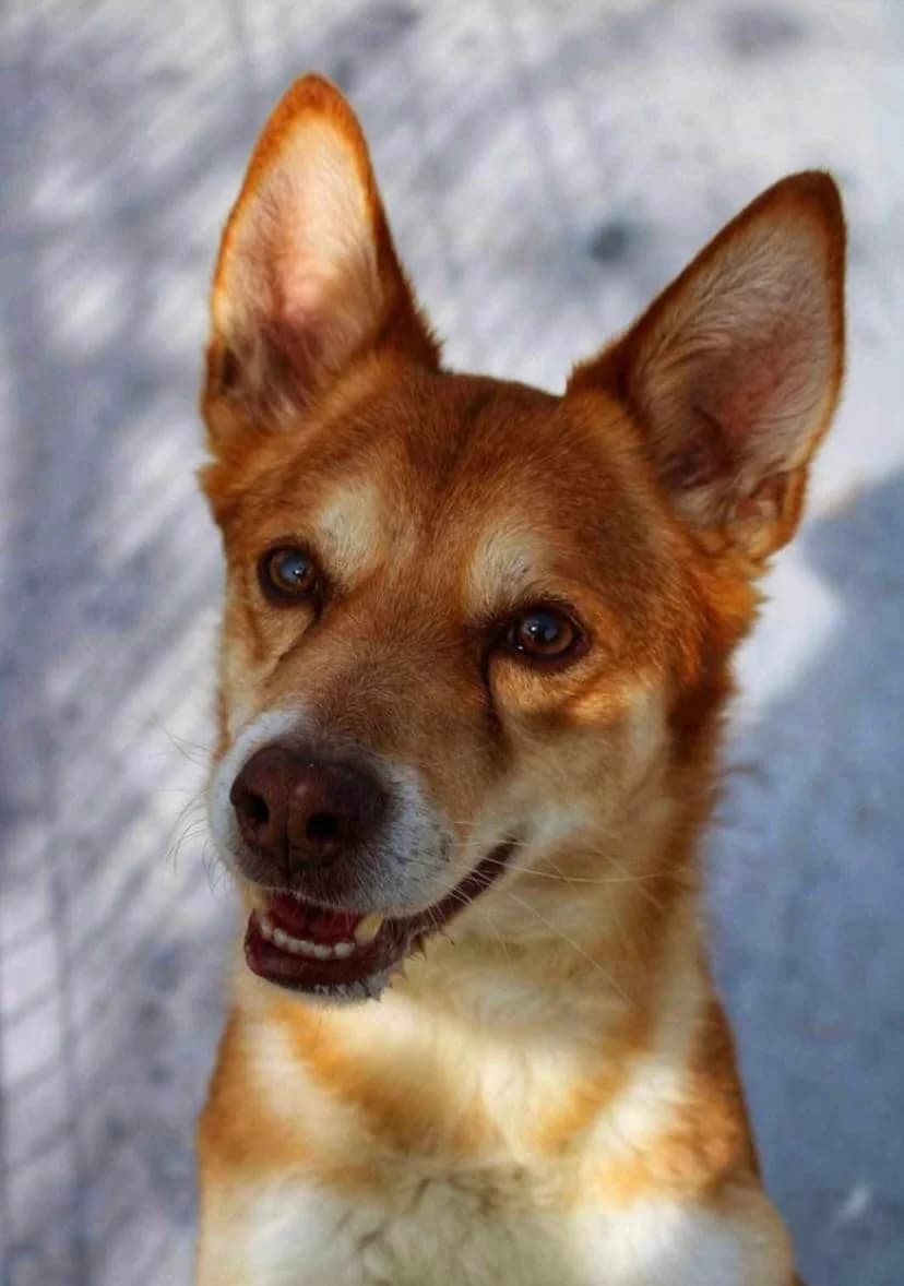 Pino, hellbraun male young Mixed Breed for adoption at Ein Herz für Streuner e.V., München