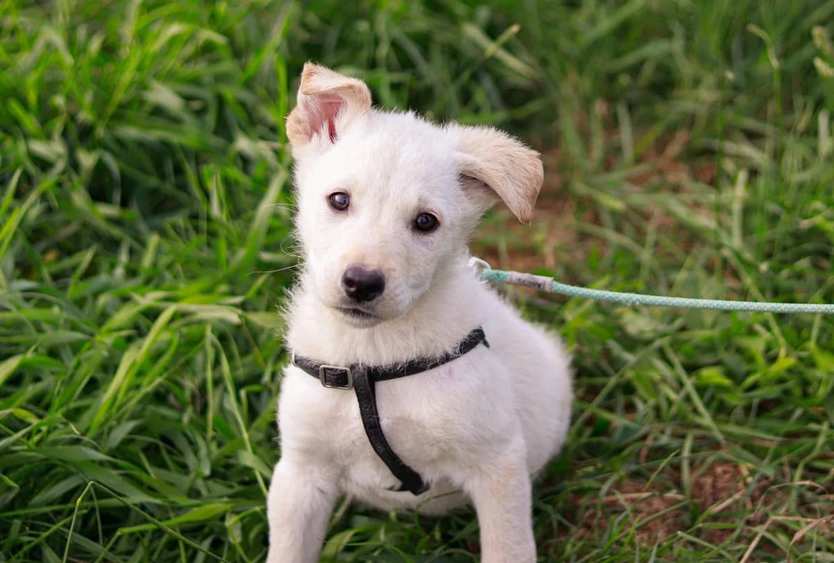 Pino, male puppy Mixed Breed for adoption at Ein Herz für Streuner e.V., München