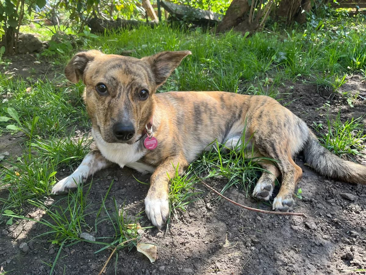 Pinocchio, male 5yo Mixed Breed for adoption at Ein Herz für Streuner e.V., München