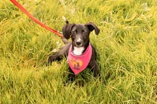 Pinsel, male puppy Mixed Breed for adoption at Ein Herz für Streuner e.V., München