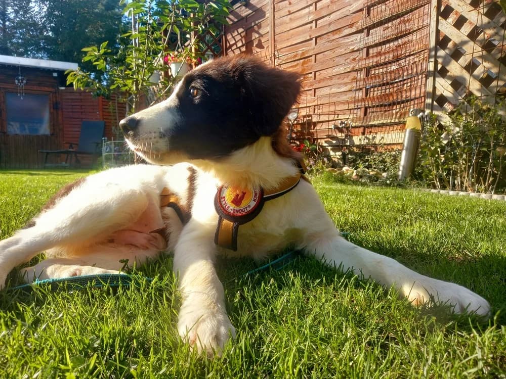 Pinsel, male puppy Mixed Breed for adoption at Ein Herz für Streuner e.V., München