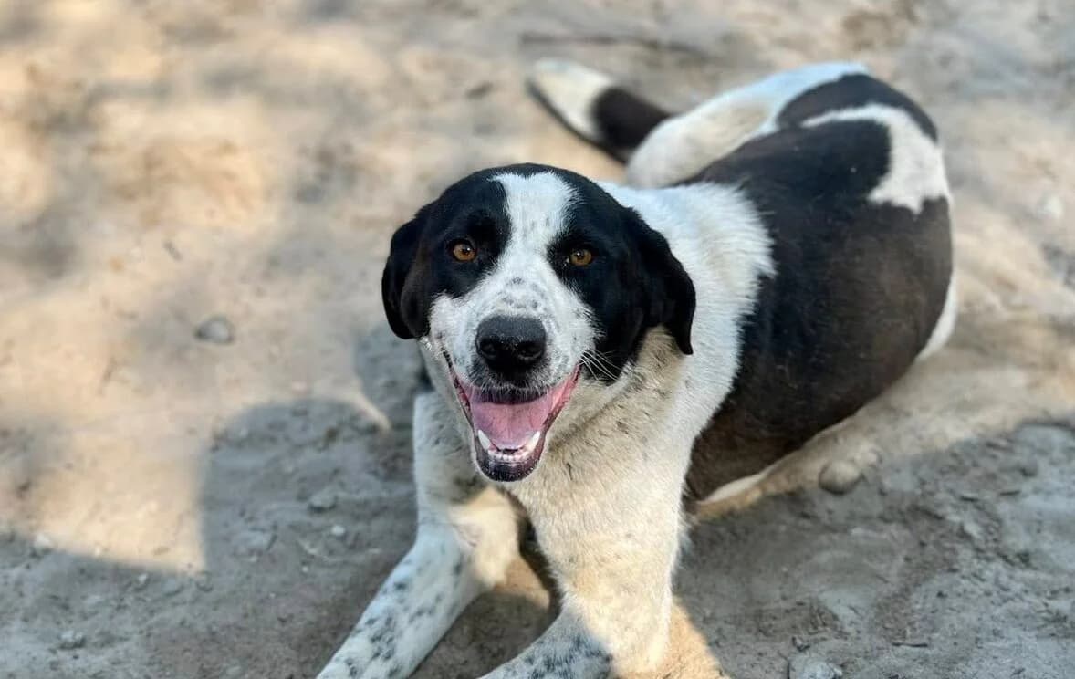 Pinu, female 3yo Mixed Breed for adoption at Ein Herz für Streuner e.V., München