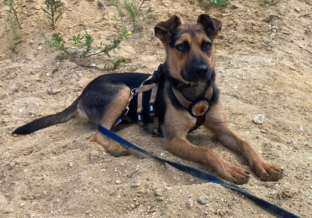 Piper, female young Mixed Breed for adoption at Ein Herz für Streuner e.V., München