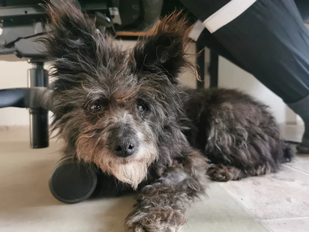 Piper, female 7yo Mixed Breed for adoption at Ein Herz für Streuner e.V., München