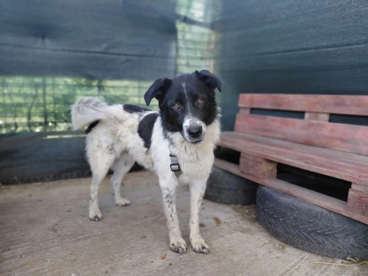 Piper, schwarz female 5yo Mixed Breed for adoption at Ein Herz für Streuner e.V., München