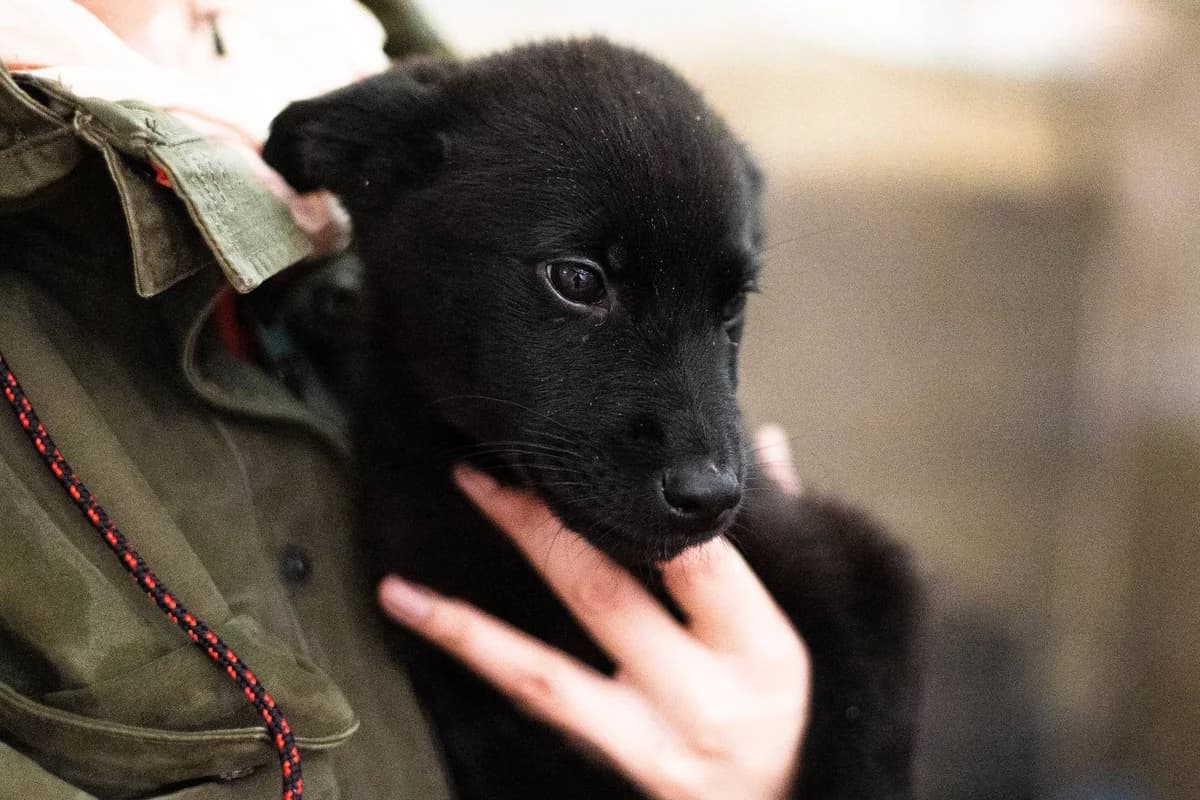 Pippa, puppy Mixed Breed for adoption at Ein Herz für Streuner e.V., München
