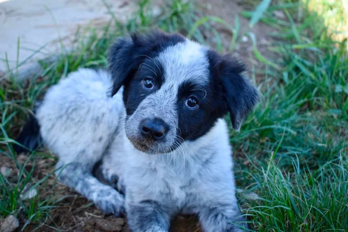 Pippa, female puppy Mixed Breed for adoption at Ein Herz für Streuner e.V., München