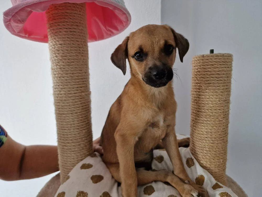 Pippa, puppy Mixed Breed for adoption at Ein Herz für Streuner e.V., München