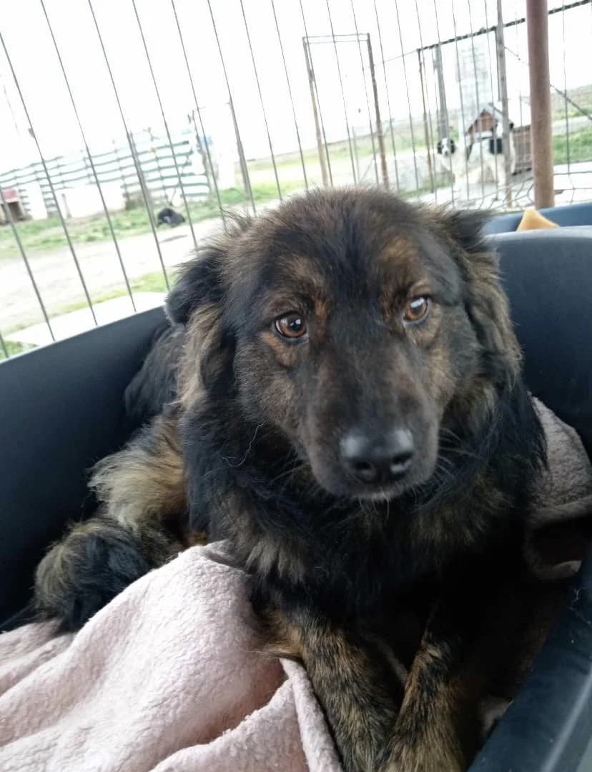Pippa, braun young Mixed Breed for adoption at Ein Herz für Streuner e.V., München