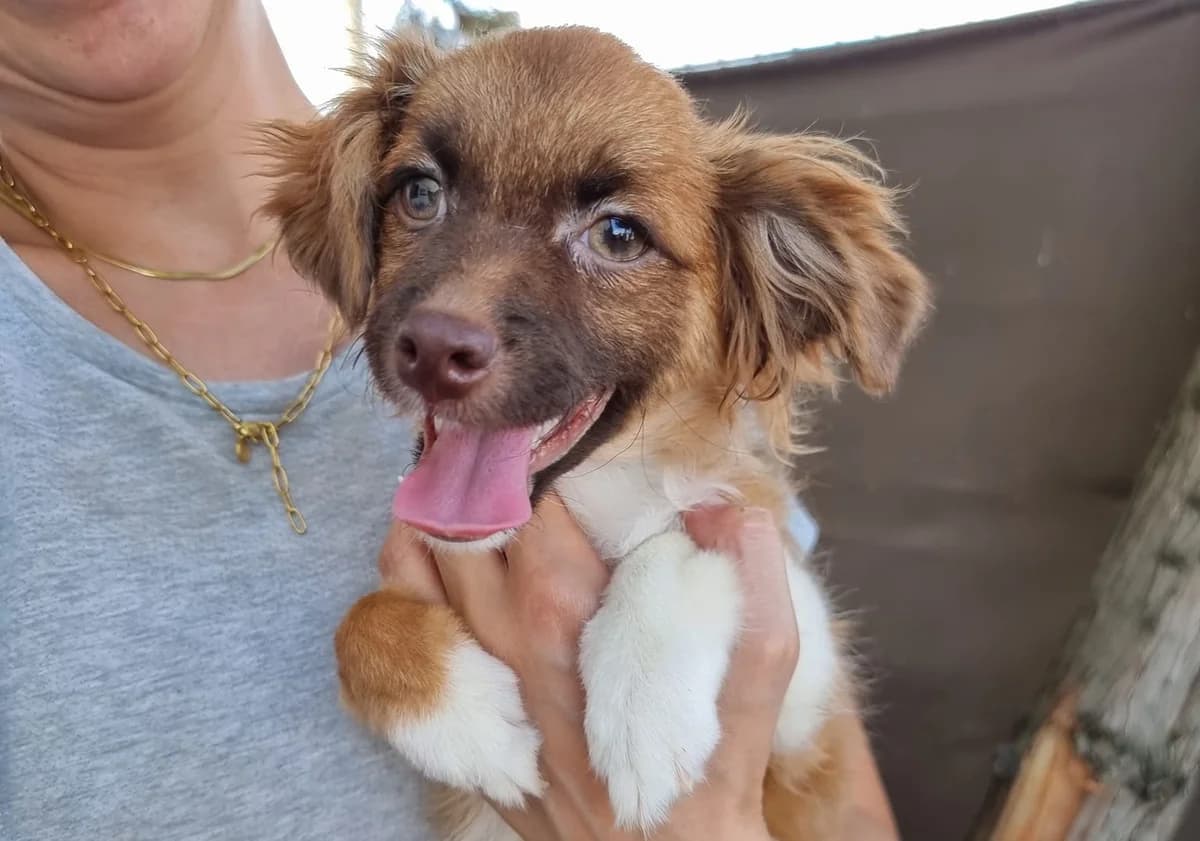 Pippa, weiß female puppy Mixed Breed for adoption at Ein Herz für Streuner e.V., München