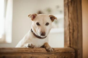 Pippa, female 5yo Mixed Breed for adoption at Ein Herz für Streuner e.V., München