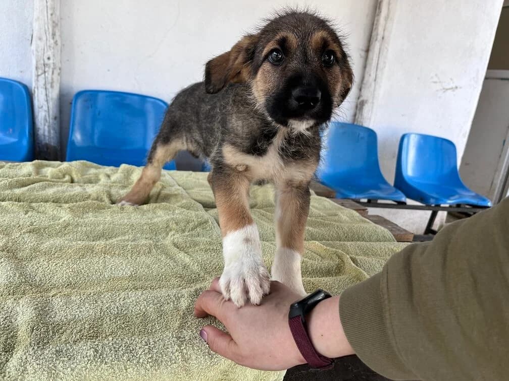 Pippina, weiß female puppy Mixed Breed for adoption at Ein Herz für Streuner e.V., München