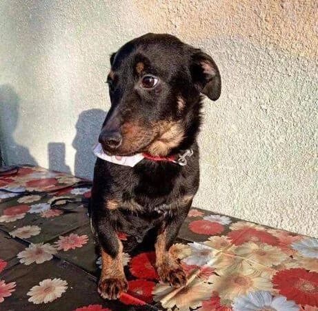 Pippo, puppy Mixed Breed for adoption at Ein Herz für Streuner e.V., München