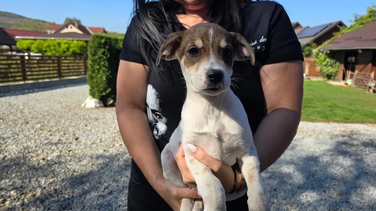 Piri, weiß female puppy Mixed Breed for adoption at Ein Herz für Streuner e.V., München