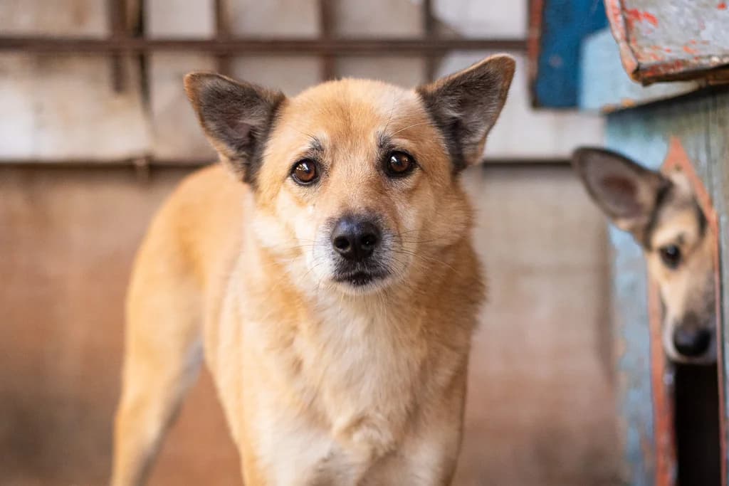 Pirosch, male 6yo Mixed Breed for adoption at Ein Herz für Streuner e.V., München
