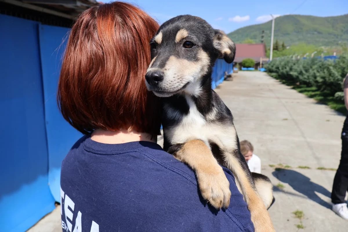 Pistachio, braun male puppy Mixed Breed for adoption at Ein Herz für Streuner e.V., München