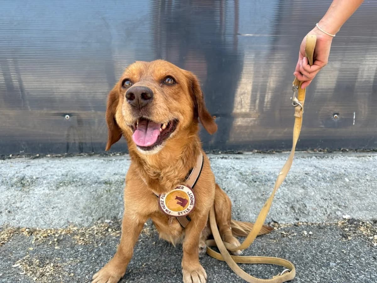 Pivo, male 5yo Mixed Breed for adoption at Ein Herz für Streuner e.V., München