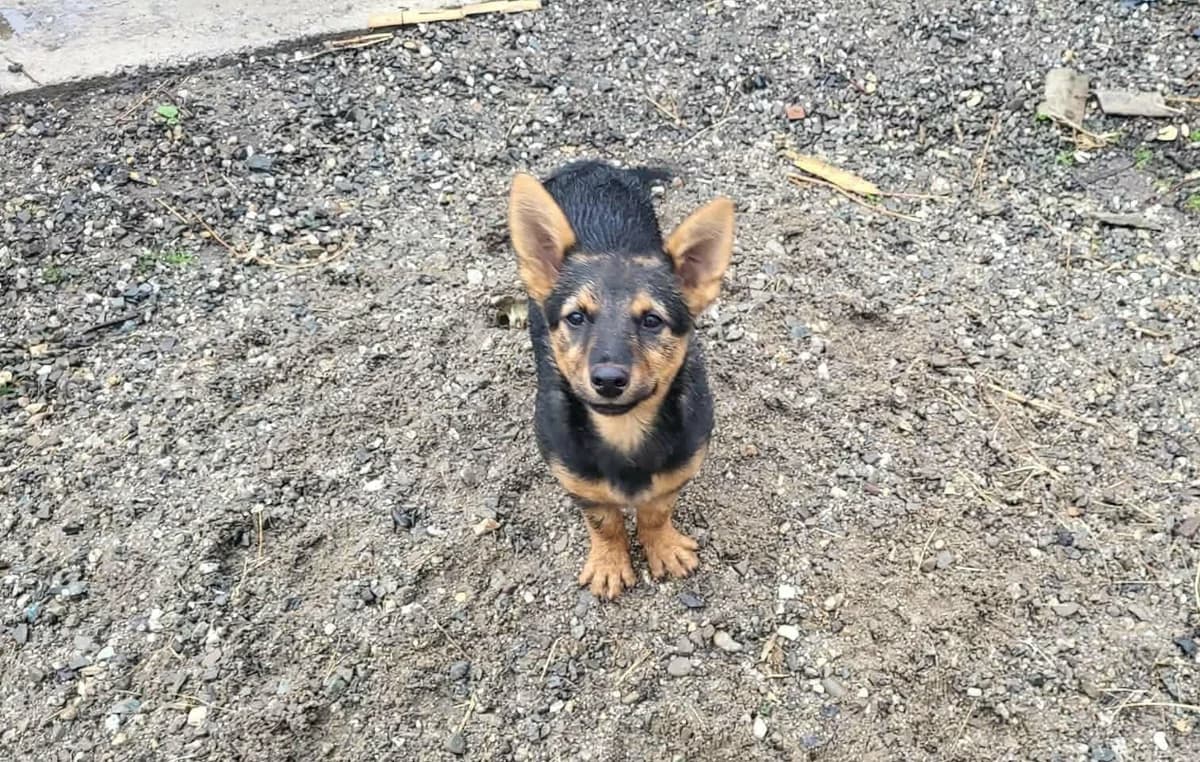 Pixie, female puppy Mixed Breed for adoption at Ein Herz für Streuner e.V., München