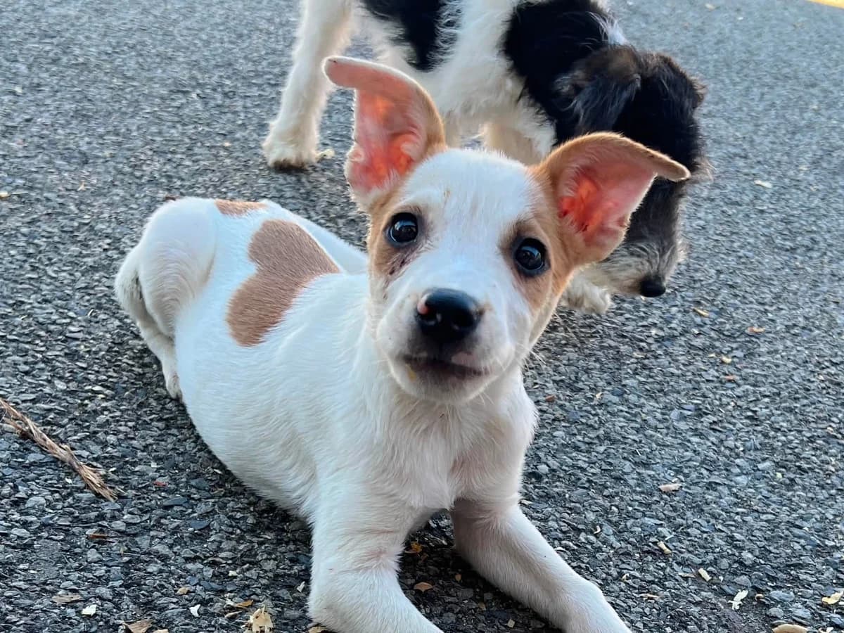 Pixie, female puppy Mixed Breed for adoption at Ein Herz für Streuner e.V., München