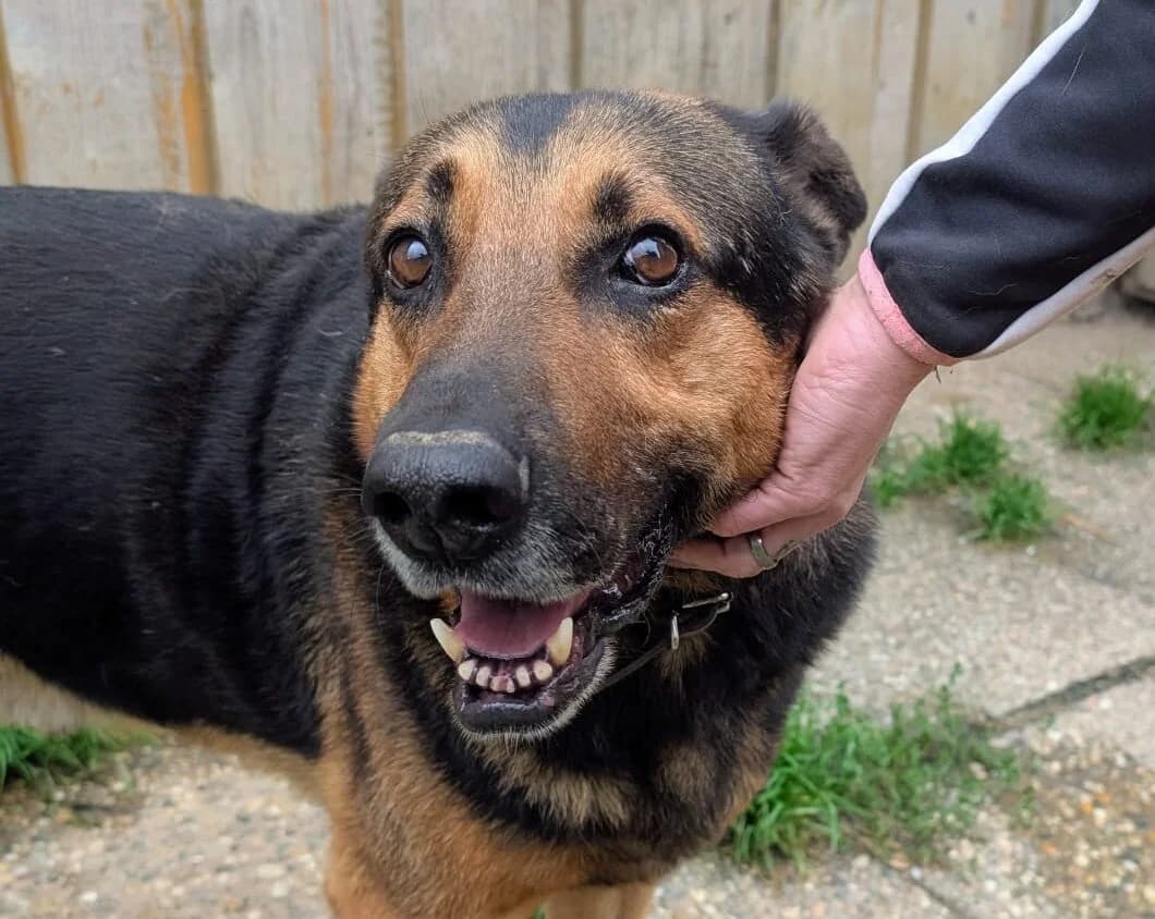 Pluto, male 5yo Mixed Breed for adoption at Ein Herz für Streuner e.V., München