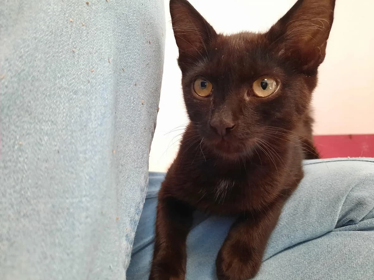 Poe, male young Mixed Breed for adoption at Ein Herz für Streuner e.V., München