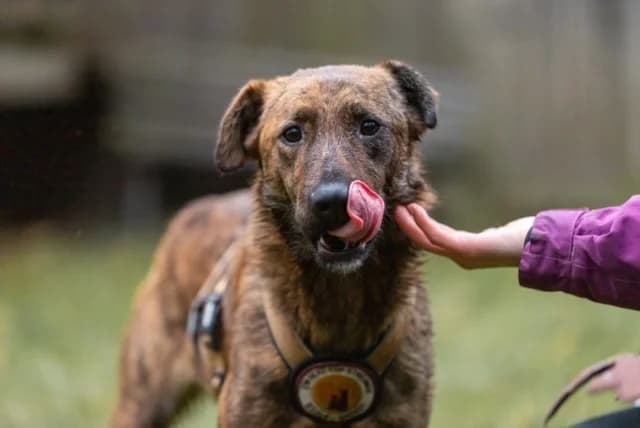 Poka, female young Mixed Breed for adoption at Ein Herz für Streuner e.V., München