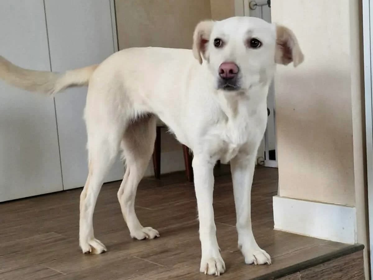 Polaris, weiß female young Mixed Breed for adoption at Ein Herz für Streuner e.V., München