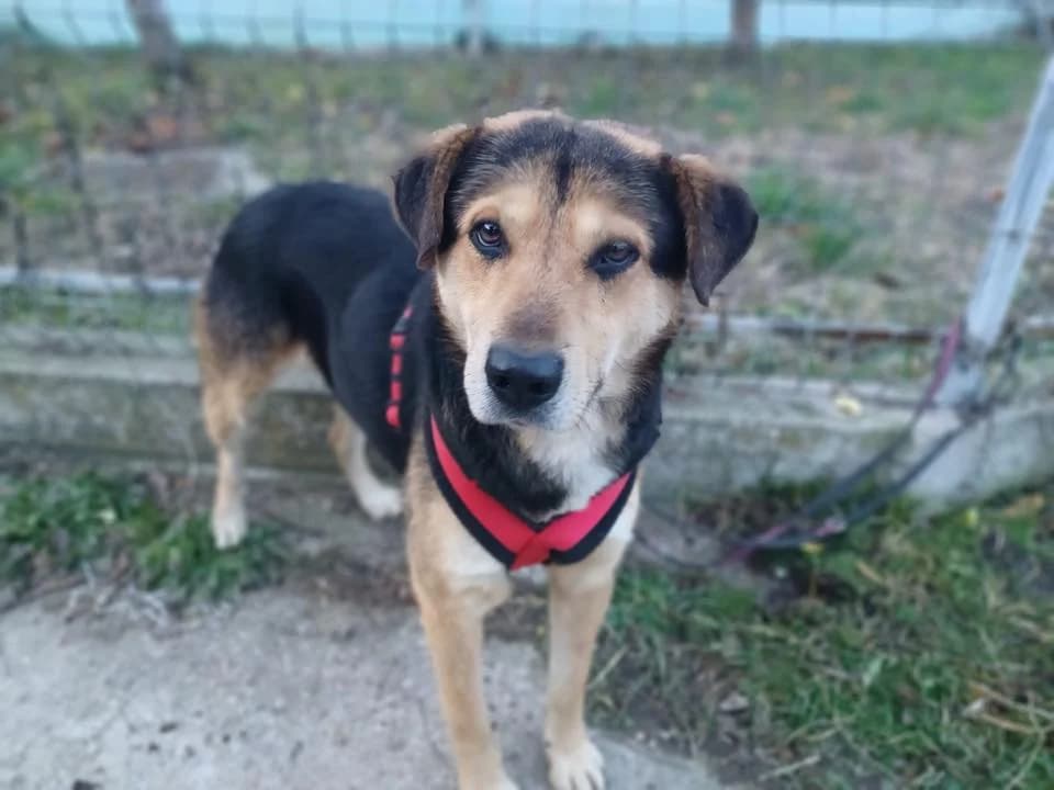 Poldi, braun male young Mixed Breed for adoption at Ein Herz für Streuner e.V., München