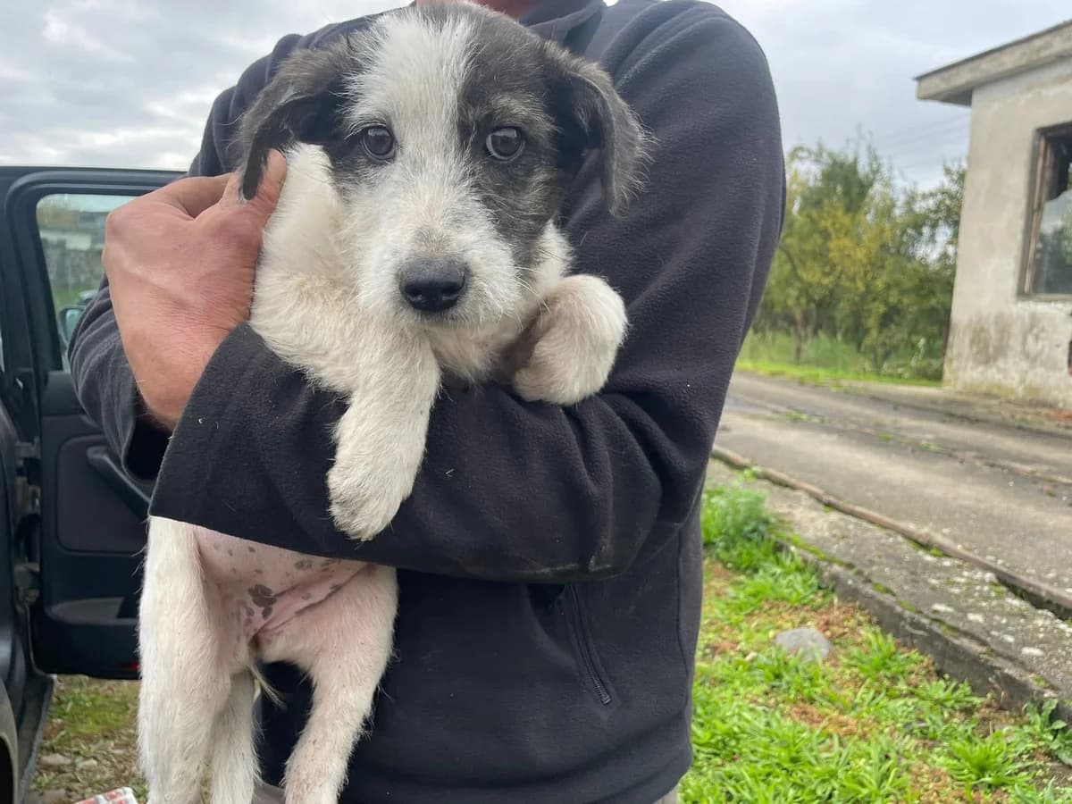 Polina, grau female puppy Mixed Breed for adoption at Ein Herz für Streuner e.V., München
