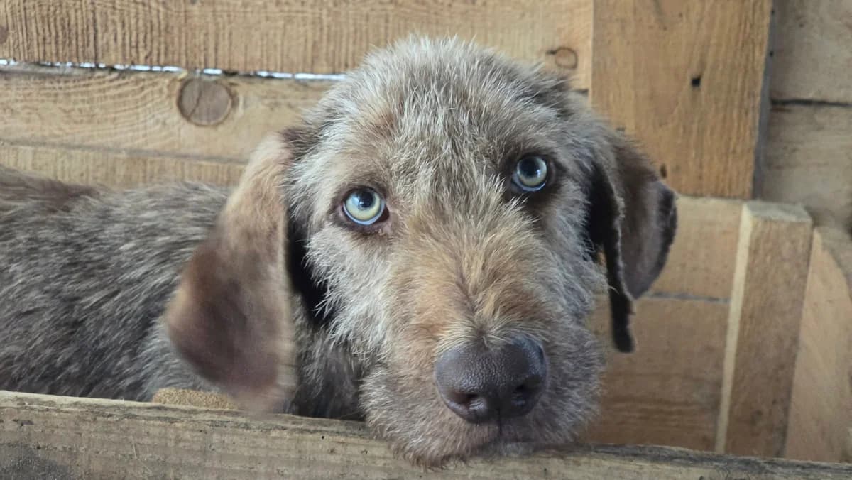 Polli, female 4yo Mixed Breed for adoption at Ein Herz für Streuner e.V., München