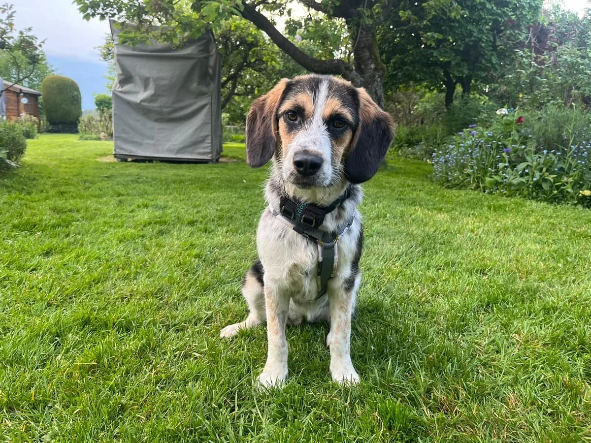 Polly, female puppy Mixed Breed for adoption at Ein Herz für Streuner e.V., München
