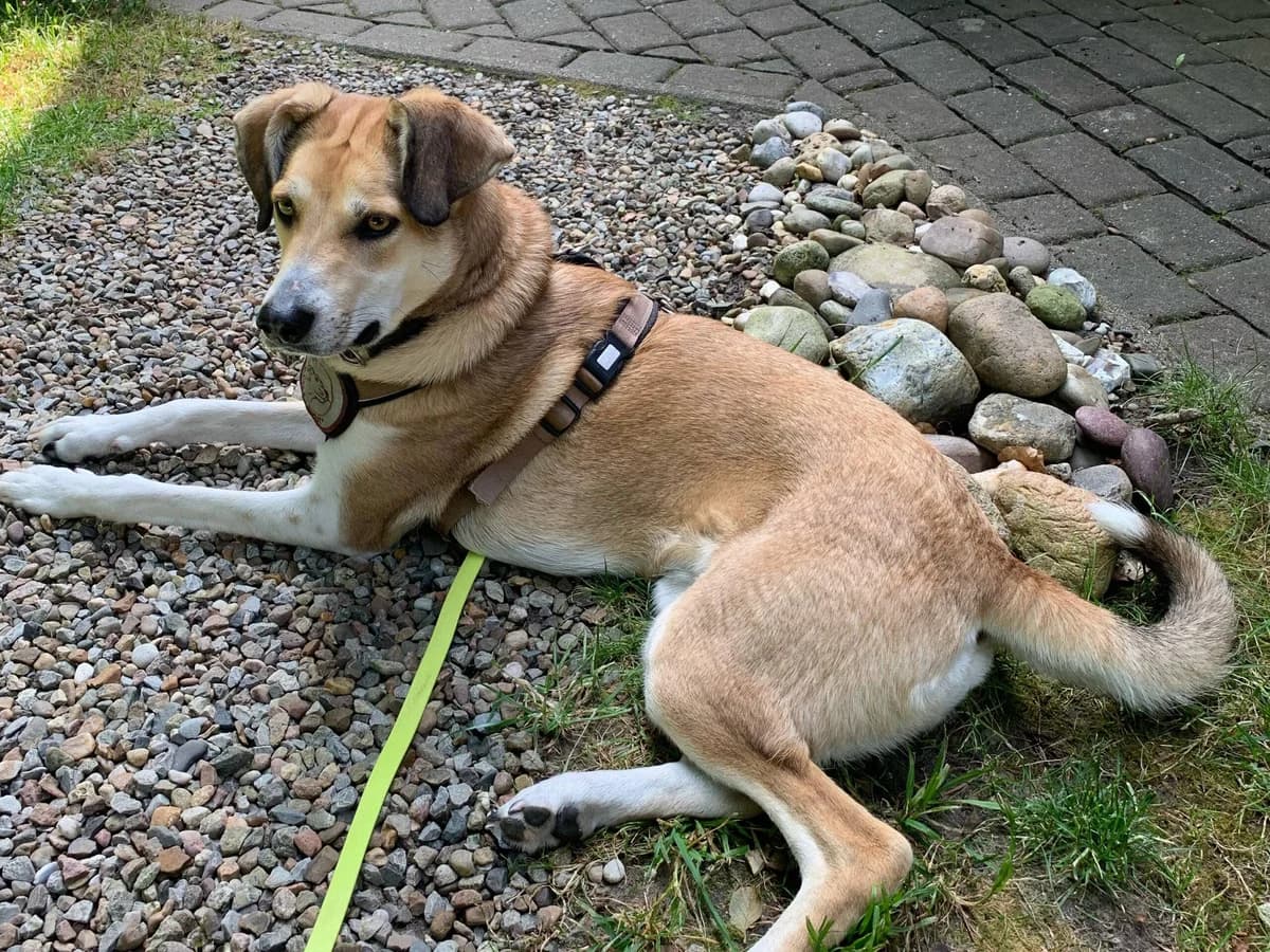 Polly, female 4yo Mixed Breed for adoption at Ein Herz für Streuner e.V., München